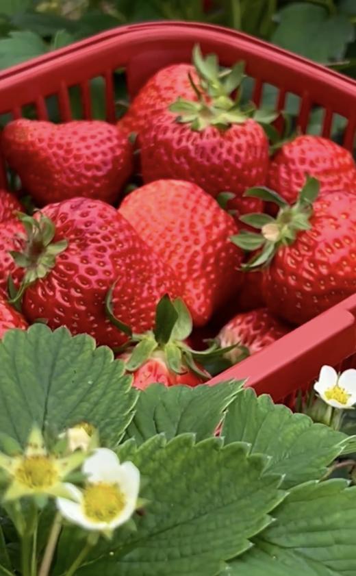 【京小莓·草莓】惊喜上线，圣诞红草莓-2-2.5斤/礼盒装-3小盒45枚大果，果香浓郁，甜度高 商品图6