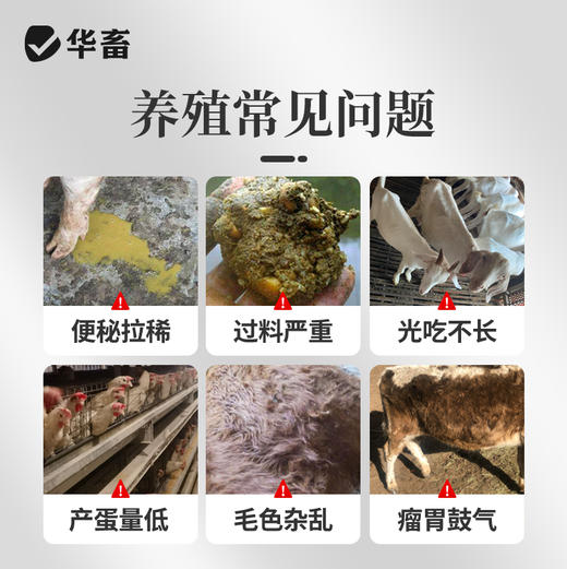 华畜健胃肽兽用牛羊真活菌增强瘤胃发酵提高采食量促生长补营养 商品图1