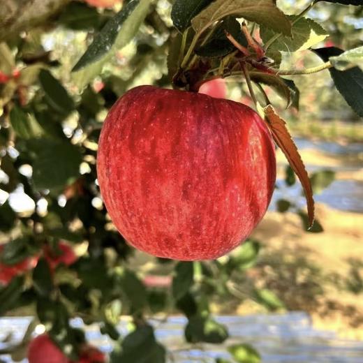 山东香妃苹果   脆甜爽口  果香浓郁   一款又香又甜又又脆的高端苹果，国内很少种植，爱吃苹果的朋友闭眼入 商品图8