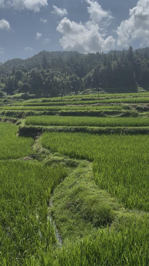 【侗家汉·生态米】5KG装高山梯田种植优质稻米 颗粒饱满 口感香糯 商品图6