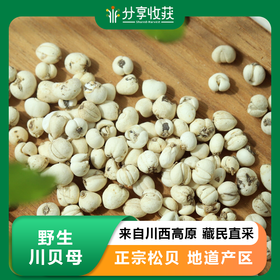 野生川贝母 | 来自川西高原 藏民直采  正宗松贝  地道产区  无熏硫漂白 | 合作生产 | 基地直发包邮*Wild Fritillaria