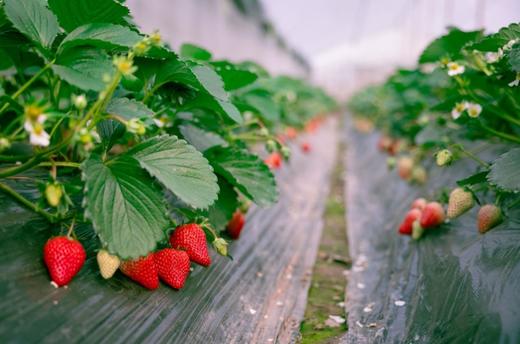 【京小莓·草莓】惊喜上线，圣诞红草莓-2-2.5斤/礼盒装-3小盒45枚大果，果香浓郁，甜度高 商品图4