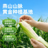 京小糯有机甜糯玉米-真空包装8根*1箱 商品缩略图2