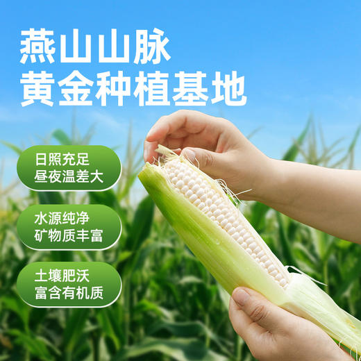 京小糯有机甜糯玉米-真空包装8根*1箱 商品图2