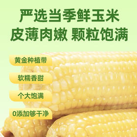 京小糯有机甜糯玉米-真空包装8根*1箱