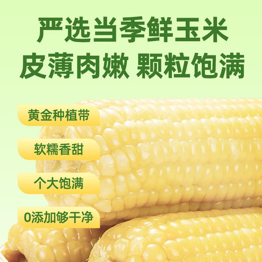 京小糯有机甜糯玉米-真空包装8根*1箱 商品图0