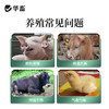 华畜恒呼禽畜呼吸道猪牛甘草祛痰止咳清热解毒桔梗宣肺泄热添加剂 商品缩略图1