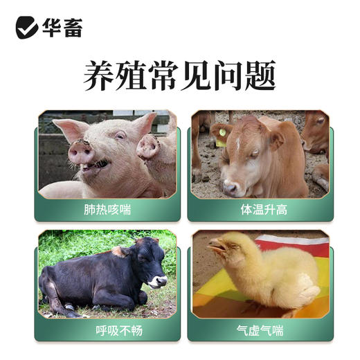 华畜恒呼禽畜呼吸道猪牛甘草祛痰止咳清热解毒桔梗宣肺泄热添加剂 商品图1