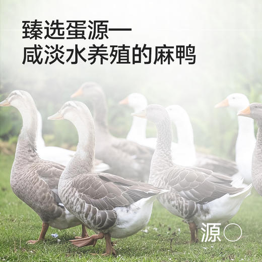 广西北海传统红泥腌制金黄流油咸鸭蛋70克*10枚 商品图2