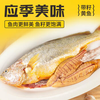 三都港 洄游季带籽黄花鱼净重1.1kg/条 大黄鱼 海鱼 生鲜鱼类 海鲜水产 商品图1