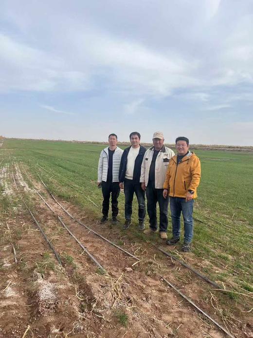 【新疆有机面粉】低速低温低压研磨技术 高筋粉 麦香浓郁  细腻劲道    5斤/袋 商品图3