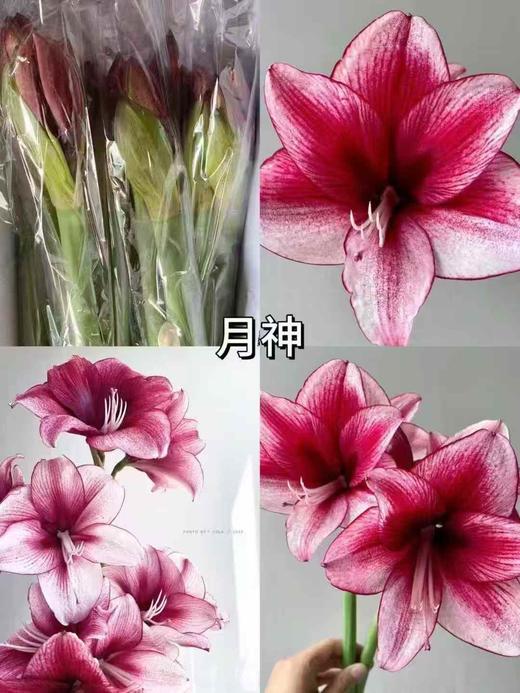 国产朱顶红鲜切花2支 商品图13