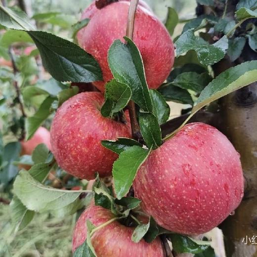 山东香妃苹果   脆甜爽口  果香浓郁   一款又香又甜又又脆的高端苹果，国内很少种植，爱吃苹果的朋友闭眼入 商品图6