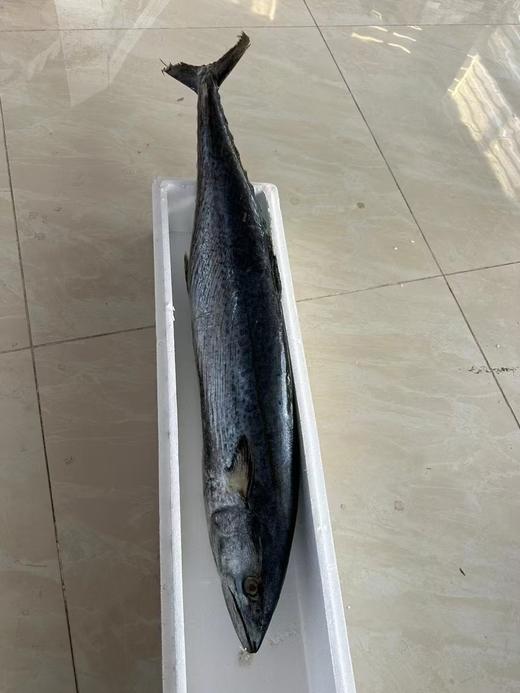深海野生马鲛鱼/深海钓带鱼丨渤海湾，刺少肉多，细嫩洁白，糯软鲜爽，送礼佳品，切块可备注⭐️京东陆运 商品图4