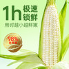 京小糯有机甜糯玉米-真空包装8根*1箱 商品缩略图3