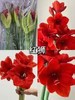 国产朱顶红鲜切花2支 商品缩略图12
