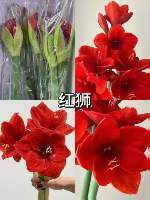 国产朱顶红鲜切花2支 商品图12