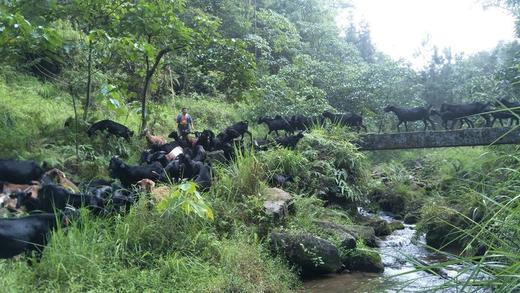 【奕虹心选】【黑山羊.羊肉汤】无抗+无公害黑山羊，四十年实体老店，非遗传承，鲜肉鲜供，大火慢熬8小时，0添加，SGS116项检测，兽残、抗生素、激素均为0 商品图5