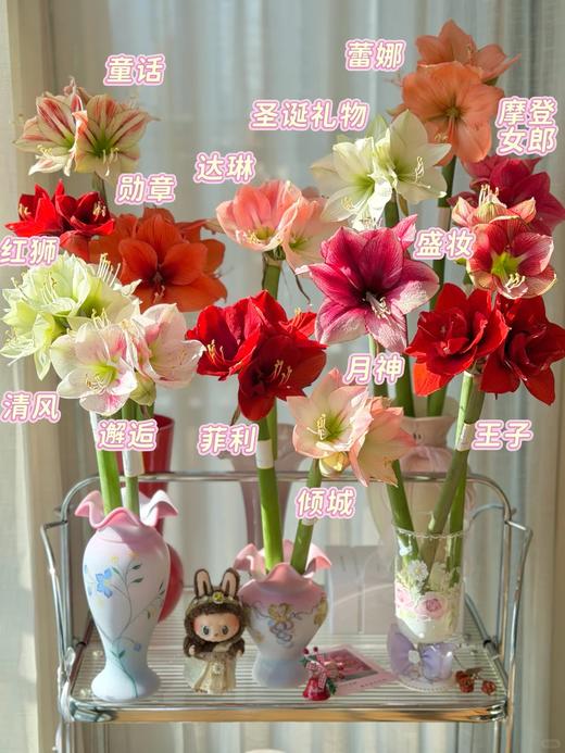 国产朱顶红鲜切花2支 商品图0