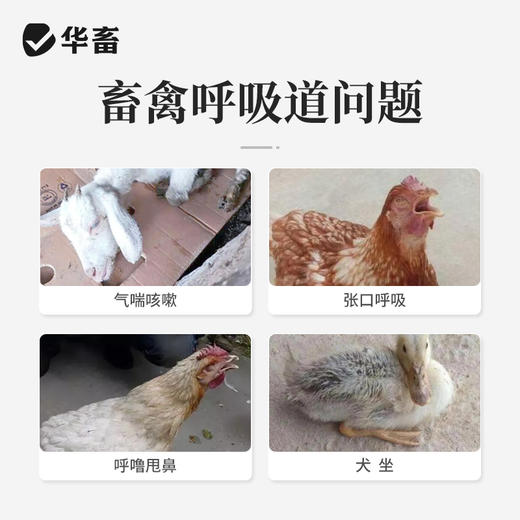 华畜兽用顺呼2kg 宣肺化痰 止咳平喘  禽畜通用预混料 商品图1