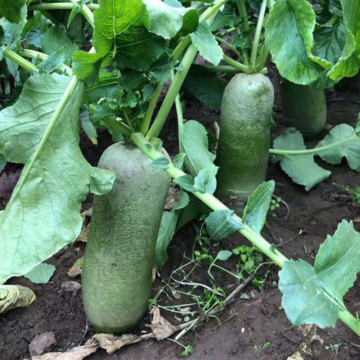 【沙窝萝卜】产自天津沙窝村，民间形容“一摔掉八瓣”，原生态种植，远离城市污染，不催熟 商品图2