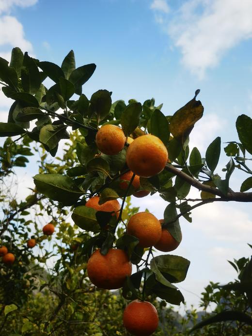 生态砂糖橘3斤/5斤/9斤 产地：桂林阳朔，生产者:毛矿林、谢丽君【基地直发】 商品图2