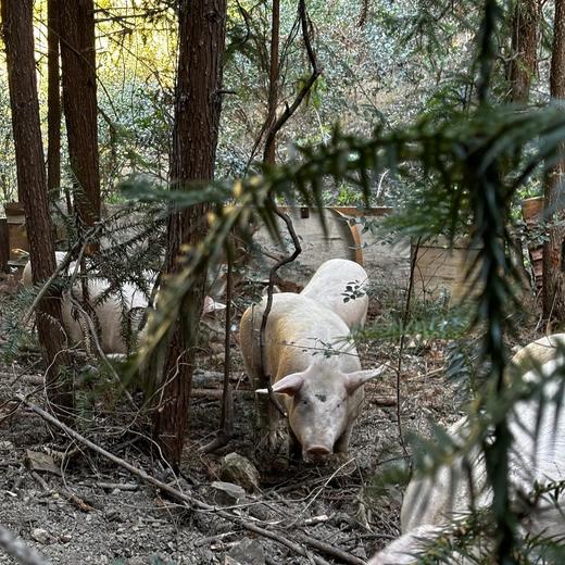 土猪肉预定！预计1.31号/2.1号发货！【衢州农家土猪肉】公司小伙伴爸妈在老家养的正宗土猪，吃草粮养足一年，膘肥体壮，鲜香美味！多部位可选，江浙沪皖顺丰包邮~ 商品图0