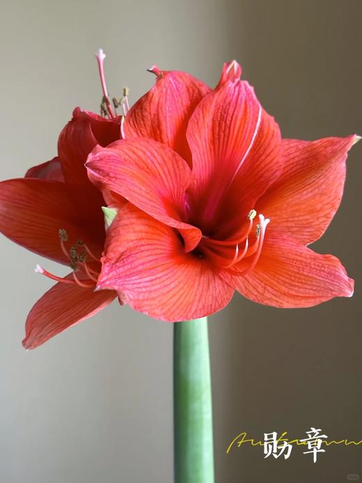 国产朱顶红鲜切花2支 商品图4