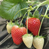 好吃的草莓。一箱三盒 京津冀包邮。其它地址顺丰快递到付 商品缩略图4
