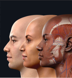 CA （专业版激活码）*  * 激活后不可退款