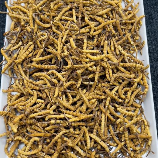 【阴阳双补❗️养生调和】藏姑娘虫草干货冬虫夏草一级草冻干西藏那曲。jc 商品图1