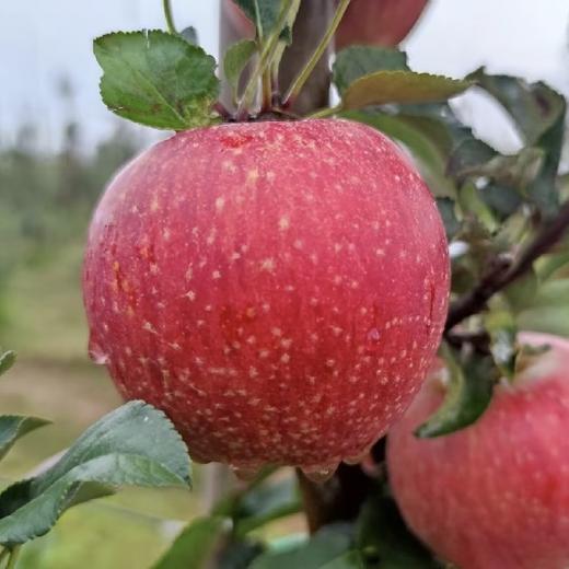 山东香妃苹果   脆甜爽口  果香浓郁   一款又香又甜又又脆的高端苹果，国内很少种植，爱吃苹果的朋友闭眼入 商品图7