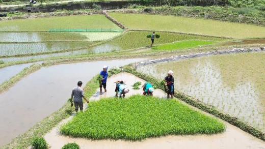 【侗家汉·生态米】5KG装高山梯田种植优质稻米 颗粒饱满 口感香糯 商品图8