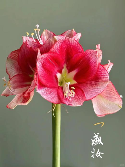 国产朱顶红鲜切花2支 商品图6