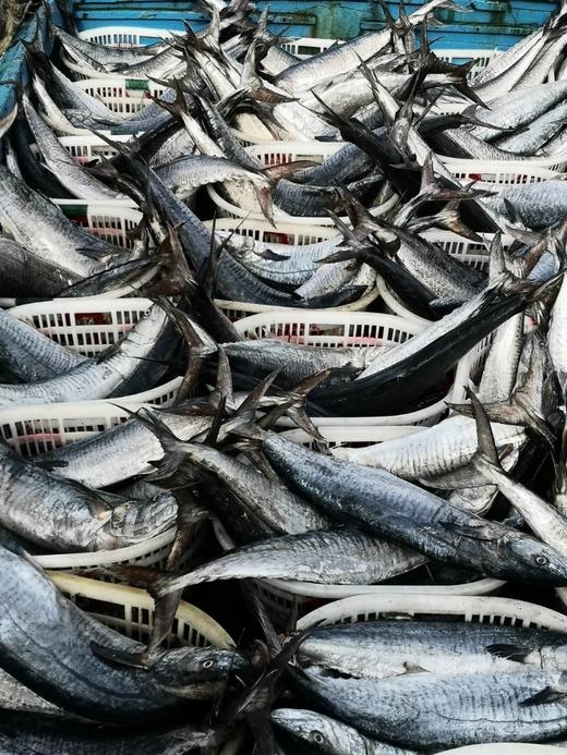 深海野生马鲛鱼/深海钓带鱼丨渤海湾，刺少肉多，细嫩洁白，糯软鲜爽，送礼佳品，切块可备注⭐️京东陆运 商品图1