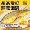 三都港 洄游季带籽黄花鱼净重1.1kg/条 大黄鱼 海鱼 生鲜鱼类 海鲜水产 商品缩略图3