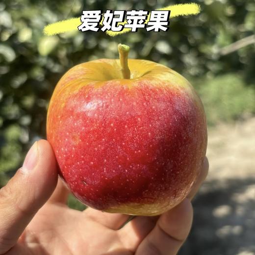 山东香妃苹果   脆甜爽口  果香浓郁   一款又香又甜又又脆的高端苹果，国内很少种植，爱吃苹果的朋友闭眼入 商品图1