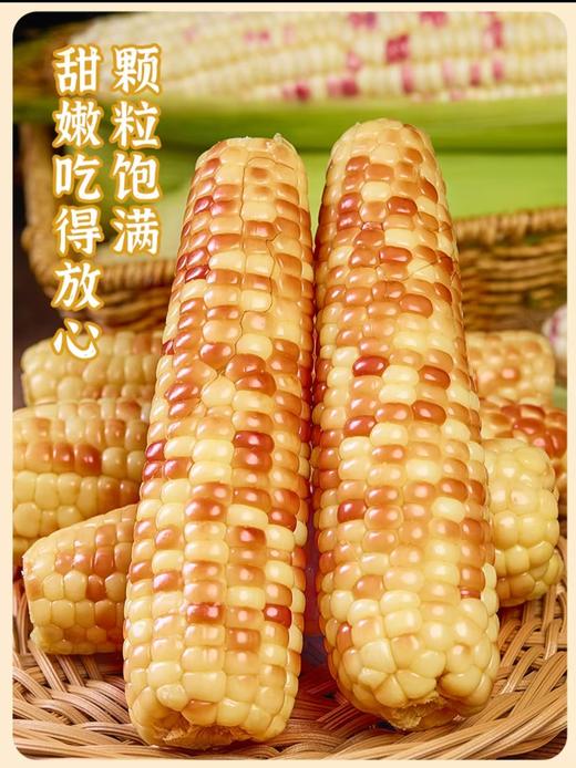 云南特产花糯小玉米，800g/袋 商品图0