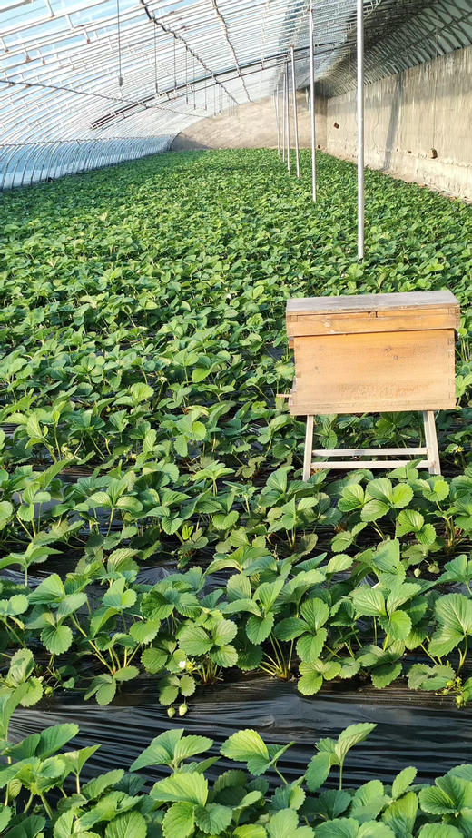 好吃的草莓。一箱三盒 京津冀包邮。其它地址顺丰快递到付 商品图6
