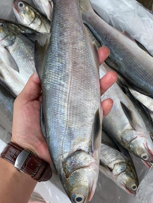 本港午鱼🐠闽南第一嫩鱼😋千层糕似肉质，入口即化，鲜嫩无比👍👍活冻 商品图3