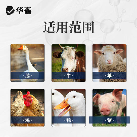 华畜兽用顺呼2kg 宣肺化痰 止咳平喘  禽畜通用预混料 商品图3