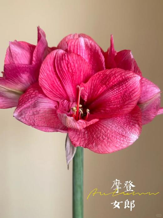 国产朱顶红鲜切花2支 商品图2