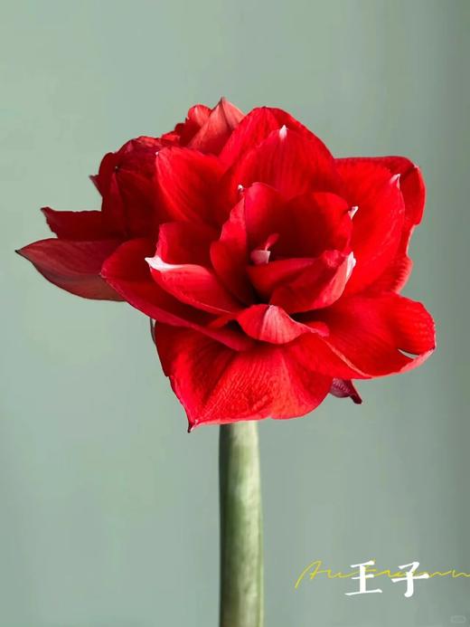 国产朱顶红鲜切花2支 商品图7