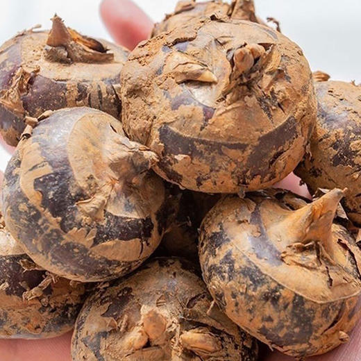 【厂商直发】广西有机鲜马蹄荸荠带皮去皮白马蹄清甜多汁新鲜包邮 商品图6