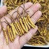 【阴阳双补❗️养生调和】藏姑娘虫草干货冬虫夏草一级草冻干西藏那曲。jc 商品缩略图0