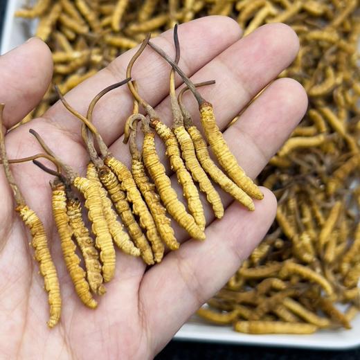 【阴阳双补❗️养生调和】藏姑娘虫草干货冬虫夏草一级草冻干西藏那曲。jc 商品图0
