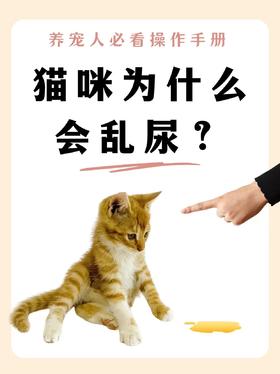 猫咪为什么会乱尿