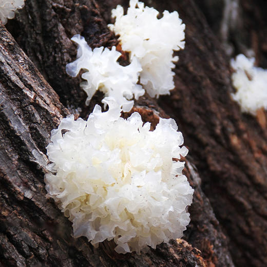 【椴木银耳】正宗四川通江野生椴木银耳干货白木耳 商品图2