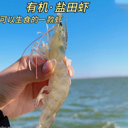渤海有机无抗盐田虾，肉质饱满鲜甜肥美，低脂高蛋白 商品图6