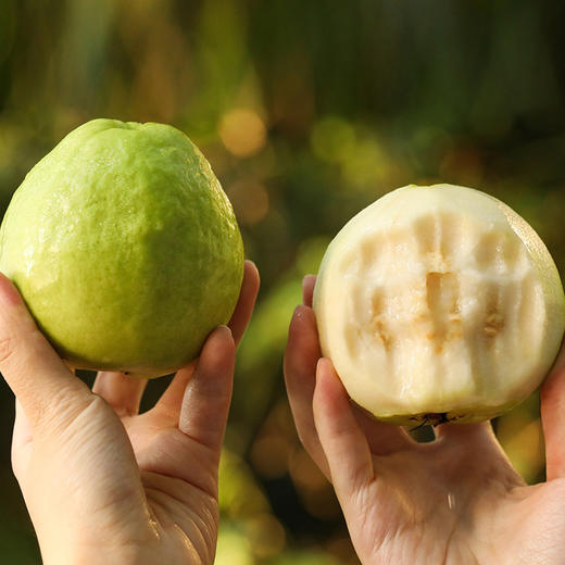 台湾软心白玉芭乐  4斤礼盒装 商品图8